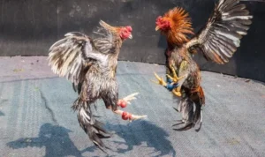 Hướng Dẫn Cách Chơi Đá Gà Sabong Tại i9BET Dễ Hiểu Nhất 3 Đá Gà Sabong Tại i9BET