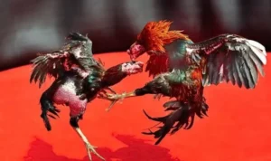 Hướng Dẫn Chi Tiết Cách Chơi Đá Gà GA28 Tại i9BET 2 Đá Gà GA28 Tại i9BET